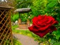 Red rose in Staffordshire Fire and Rescue Memorial Garden